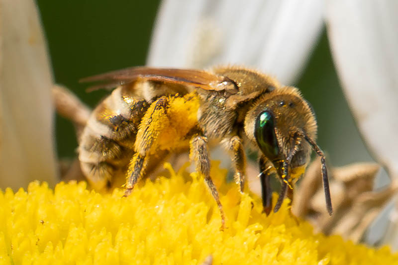 Halictus subauratus (Golden Furrow Bee).jpg